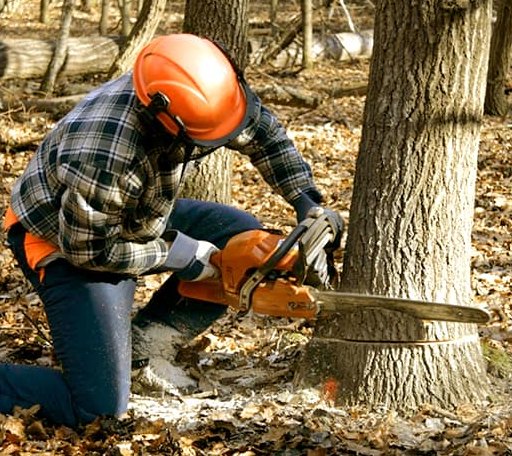 Tree Removal in Olive, MT